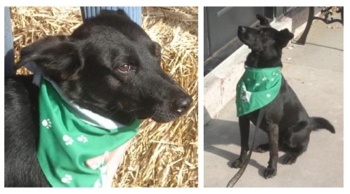 The sweetest foster dog ever!