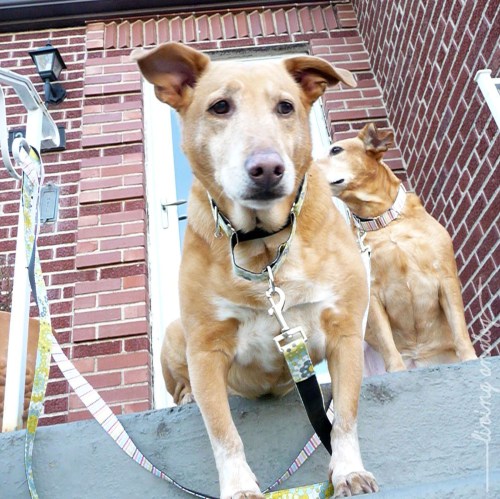 GIVE ME A TREAT copy