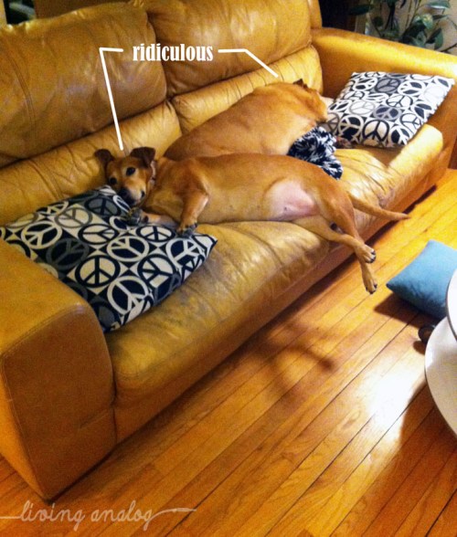 WORLDS MOST RIDICULOUS DOGS