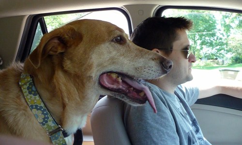 NAVIGATOR DOG